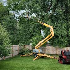 Best Storm Damage Tree Cleanup  in USA